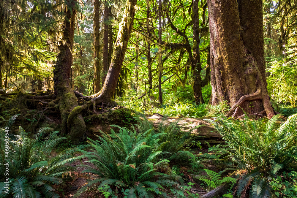moss covered trees in lush rain forest in the northwest pacific in the Hoh rain forest in Olympic national park in Washington state.