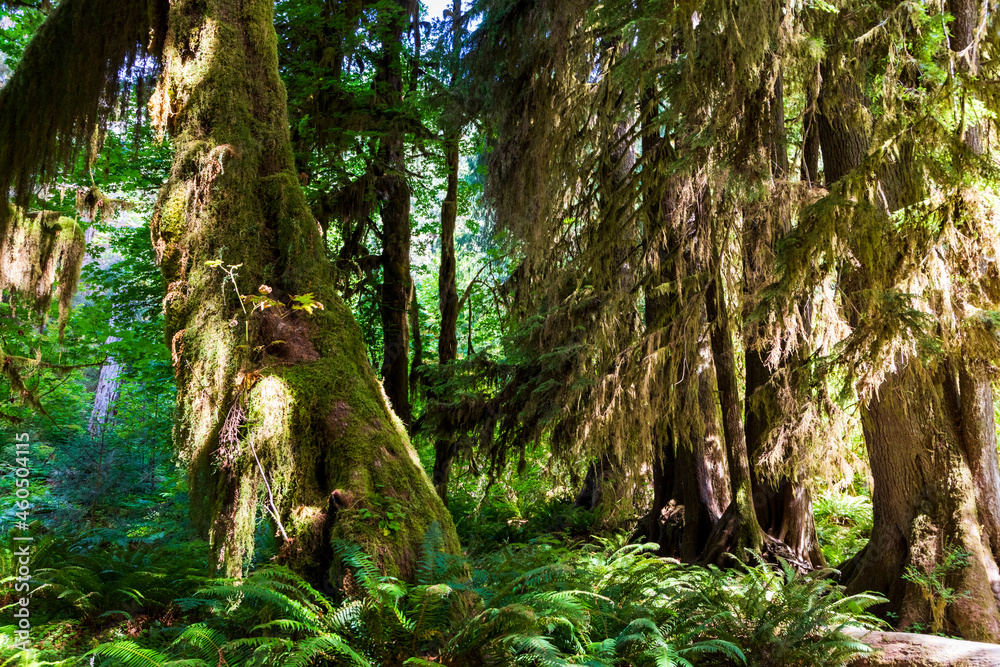 moss covered trees in lush rain forest in the northwest pacific in the Hoh rain forest in Olympic national park in Washington state. moss covered trees in lush rain forest in the northwest pacific in the Hoh rain forest in Olympic national park in Washington state.