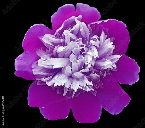 Watercolor purple peony  flower  on black  isolated background with clipping path. Closeup. For design. Nature.