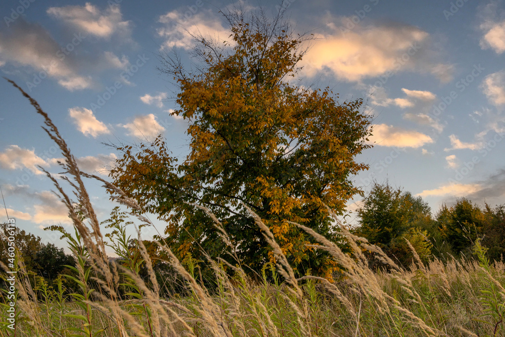 Lone tree in autumn behind wild grass