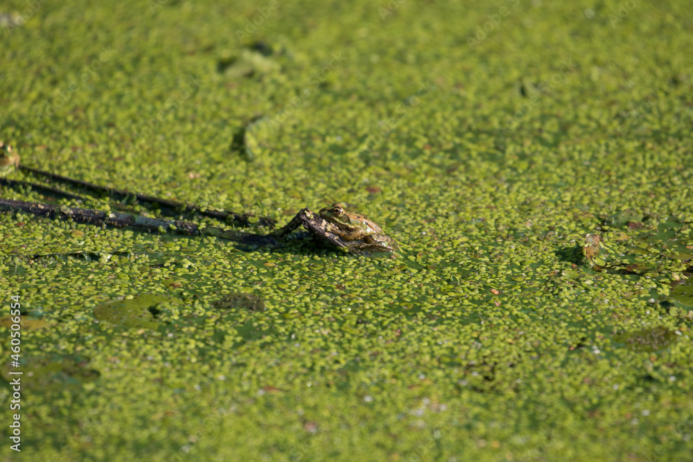 Water frog Rana esculenta and duckweed Lemna minor, frog aquatic environment, nice green background Water frog Rana esculenta and duckweed Lemna minor, frog aquatic environment, nice green background