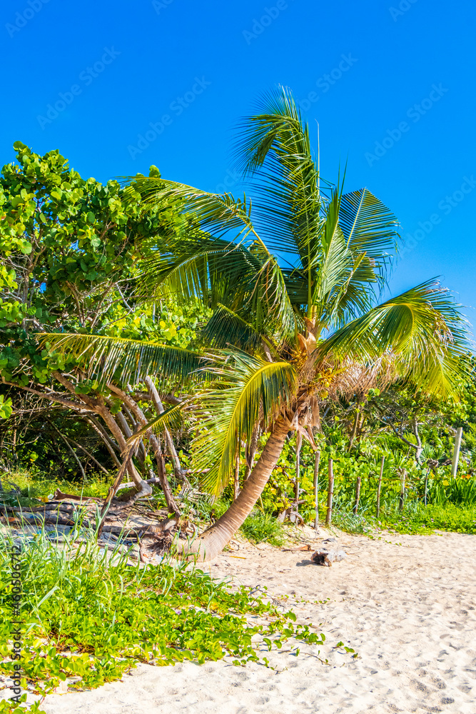Obraz premium Tropical mexican beach with palm trees Playa del Carmen Mexico.
