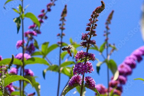 On y voit un moro-sphynx butiner la fleur d'un buddleia mauve photo
