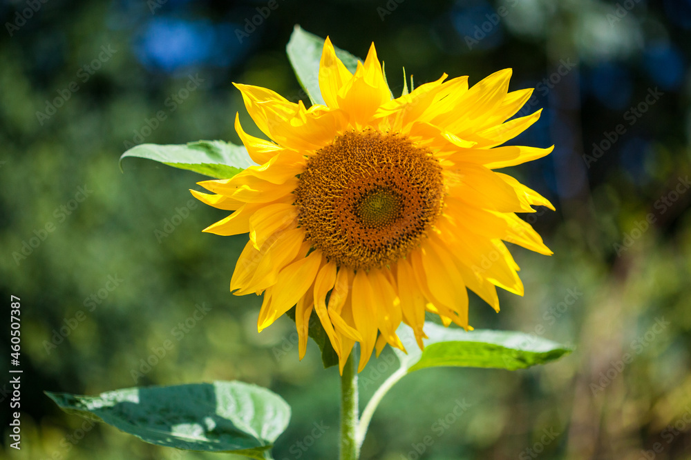 Sunflower banner Sunflower banner