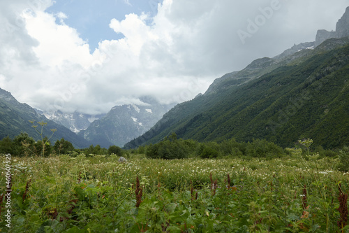 alpine meadows and forest on the mountainside, blooming field and lawn with flowers and plants, mountain landscape