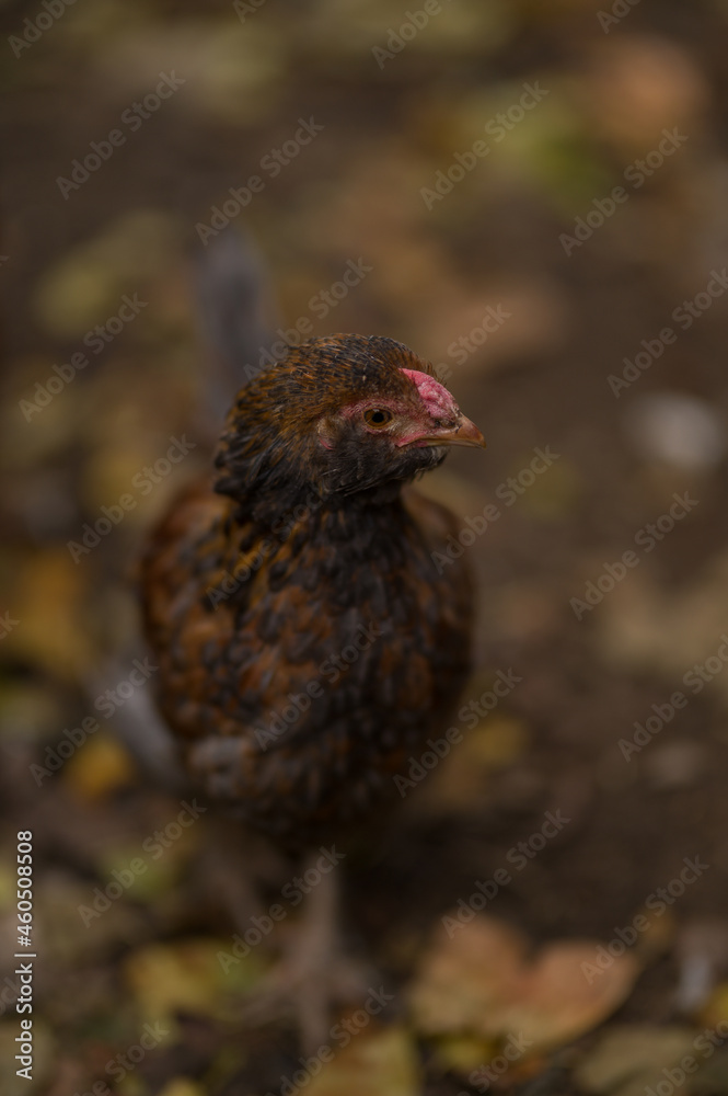 chicken in the farm chicken in the farm