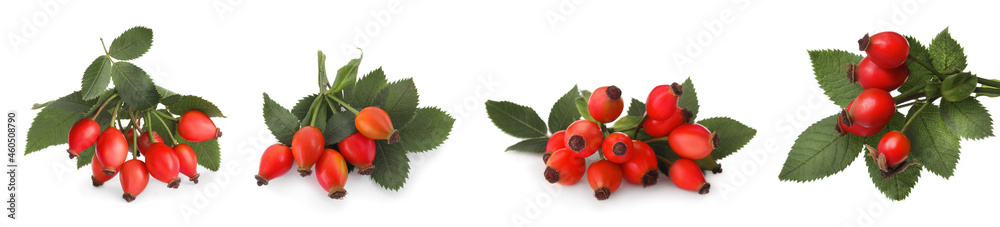 Set with ripe rose hip berries on white background. Banner design Set with ripe rose hip berries on white background. Banner design