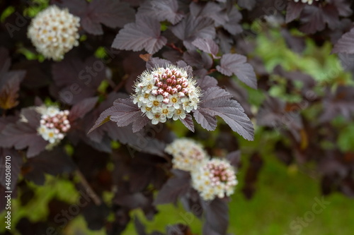 Flowers of an ornamental garden shrub of Vine-leaved spirea with dark burgundy leaves. photo