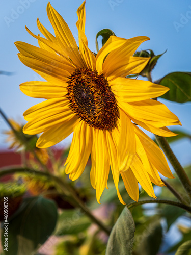 Sunflower