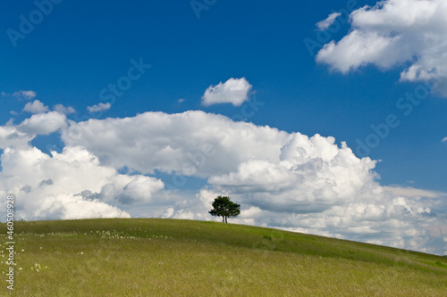 Single tree on the meadow at summer - blue sky and clouds background.