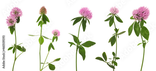 Set with beautiful clover flowers on white background. Banner design © New Africa
