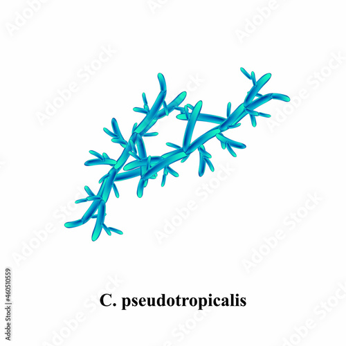 C. pseudotropicalis candida. Pathogenic yeast-like fungi of the Candida type morphological structure. Vector illustration