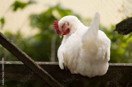 white chicken on a fence