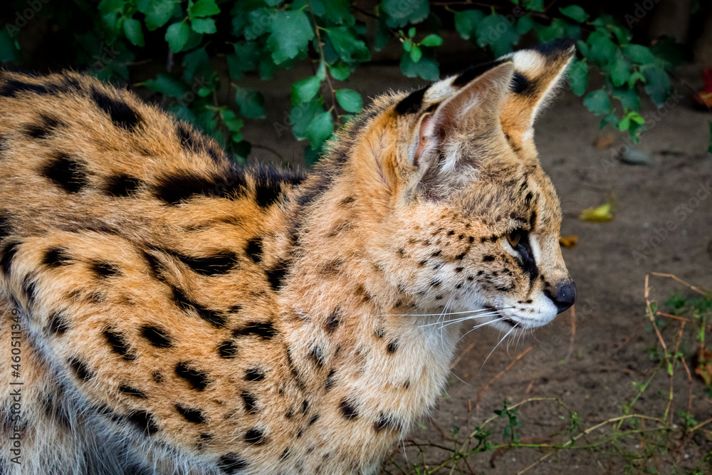 Obraz premium A spotted predatory cat, a serval, is resting, a close-up photo in profile.
