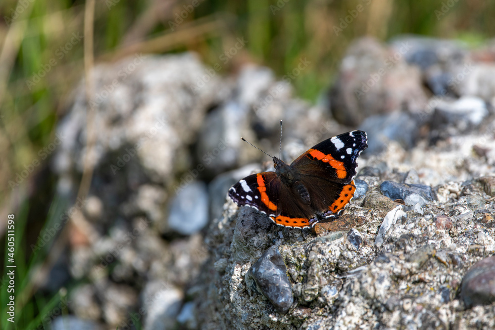 Admiral Schmetterling auf einem Felsen sitzend Admiral Schmetterling auf einem Felsen sitzend