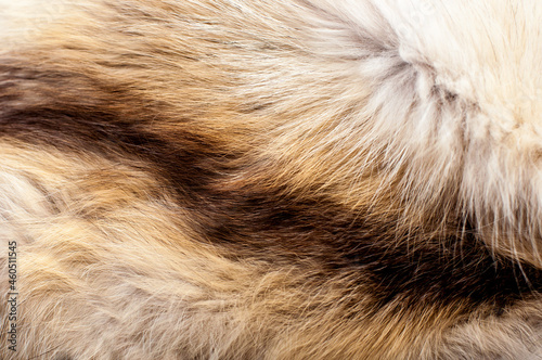 Black fox fur close up. Background of gray animal fur chinchilla, texture of fur pile.