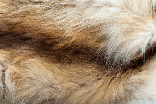 Black fox fur close up. Background of gray animal fur chinchilla, texture of fur pile.