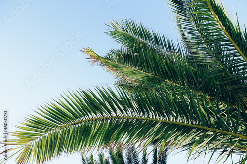 Leaves of palm tree on blue sky background