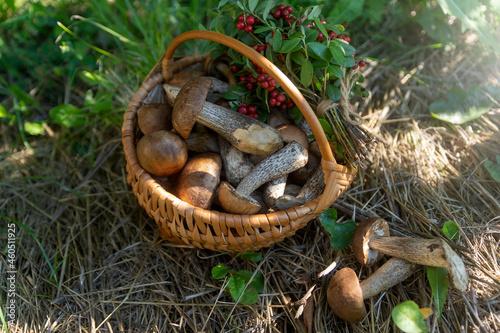 Collected mushrooms and berries in a basket at the end of summer.