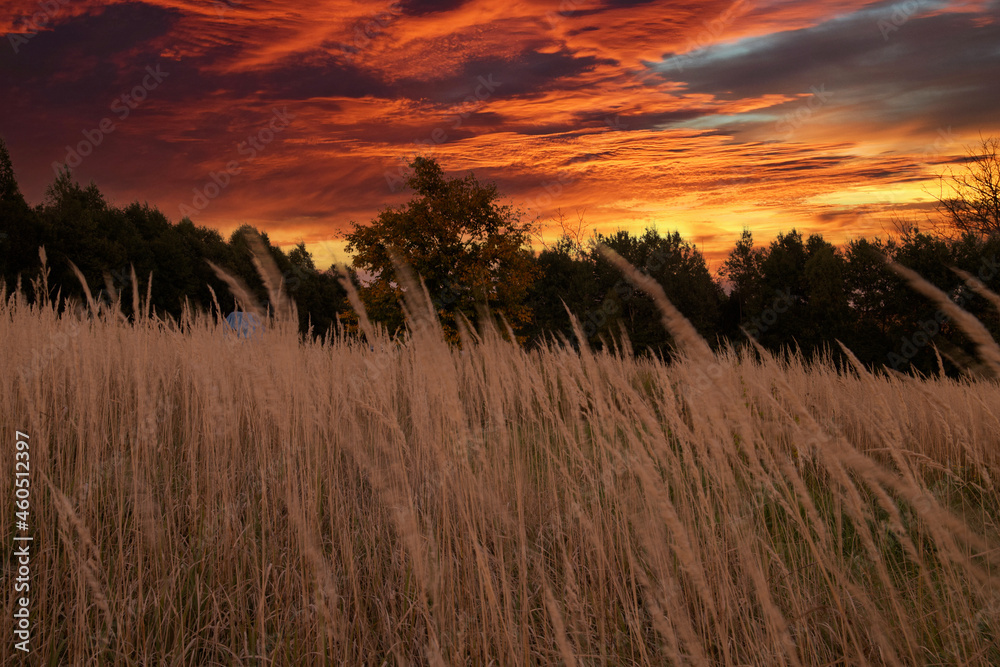 Sunset in fields of wild grass