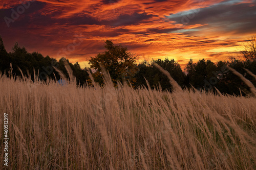 Sunset in fields of wild grass