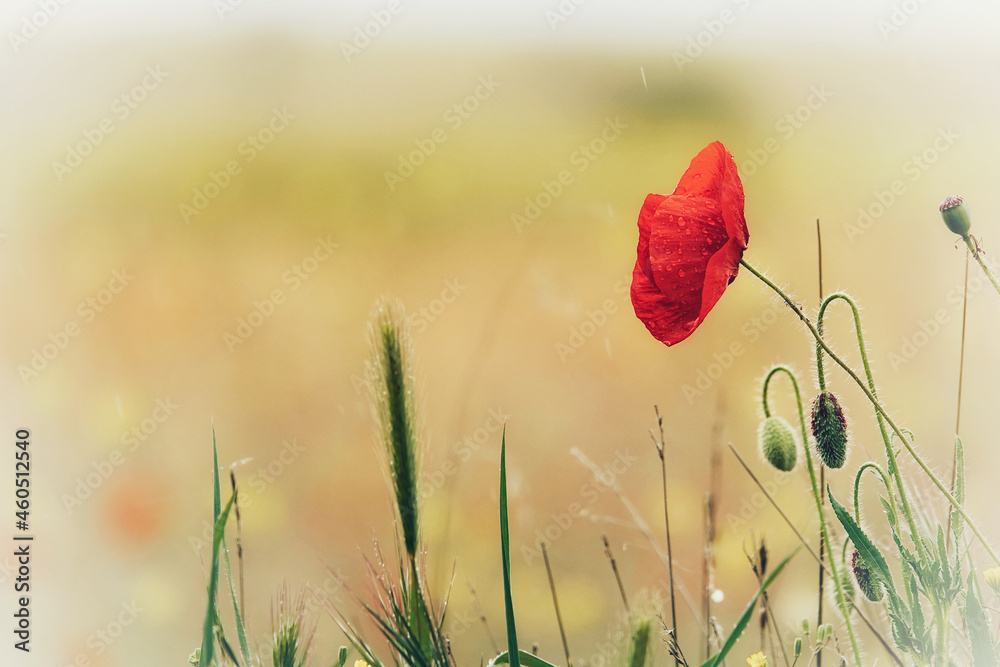 Fototapeta premium Red poppy in the field on a rainy day
