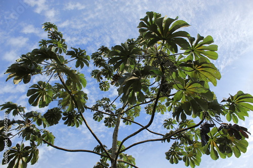 Árvore de nome científico Cecropia glaziovii photo