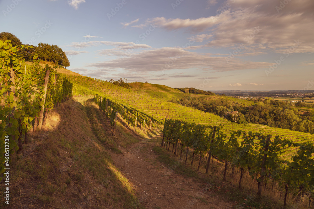 Fototapeta premium Colorful sunset in the vineyards of Savorgnano del Torre
