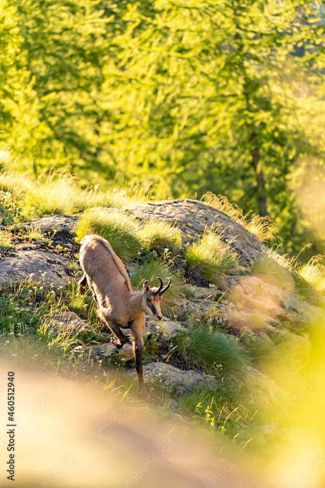 chamois alps chamois alps