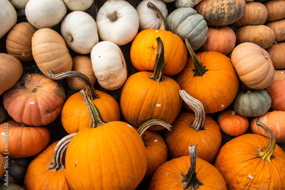 Pumpkins and gourds stand on display at a farm stand in September. Pumpkins and gourds stand on display at a farm stand in September.