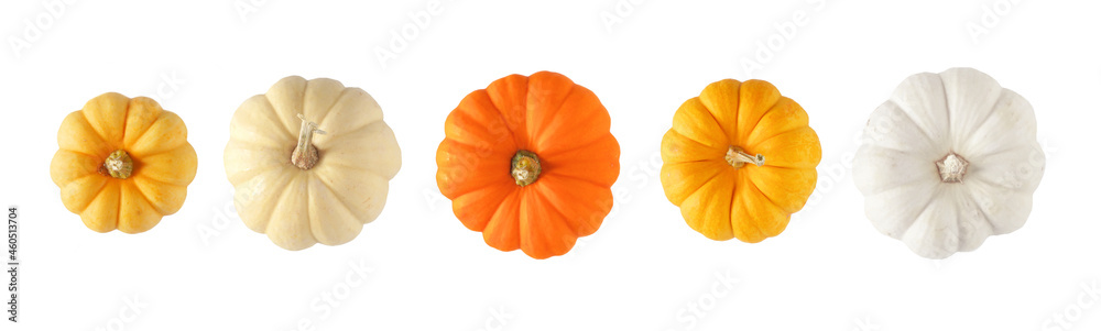 Variety of autumn pumpkins, top view isolated on a white background. Assorted shades of orange and white. - obrazy, fototapety, plakaty 