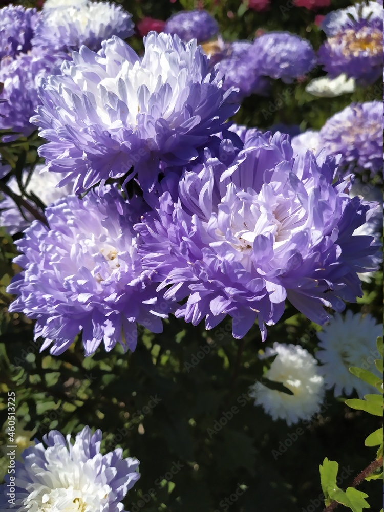 Obraz premium Autumn flowering aster with lilac flower petals