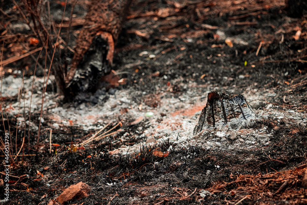 tree turned to ash after a heavy forest fire, burnt trees tree turned to ash after a heavy forest fire, burnt trees