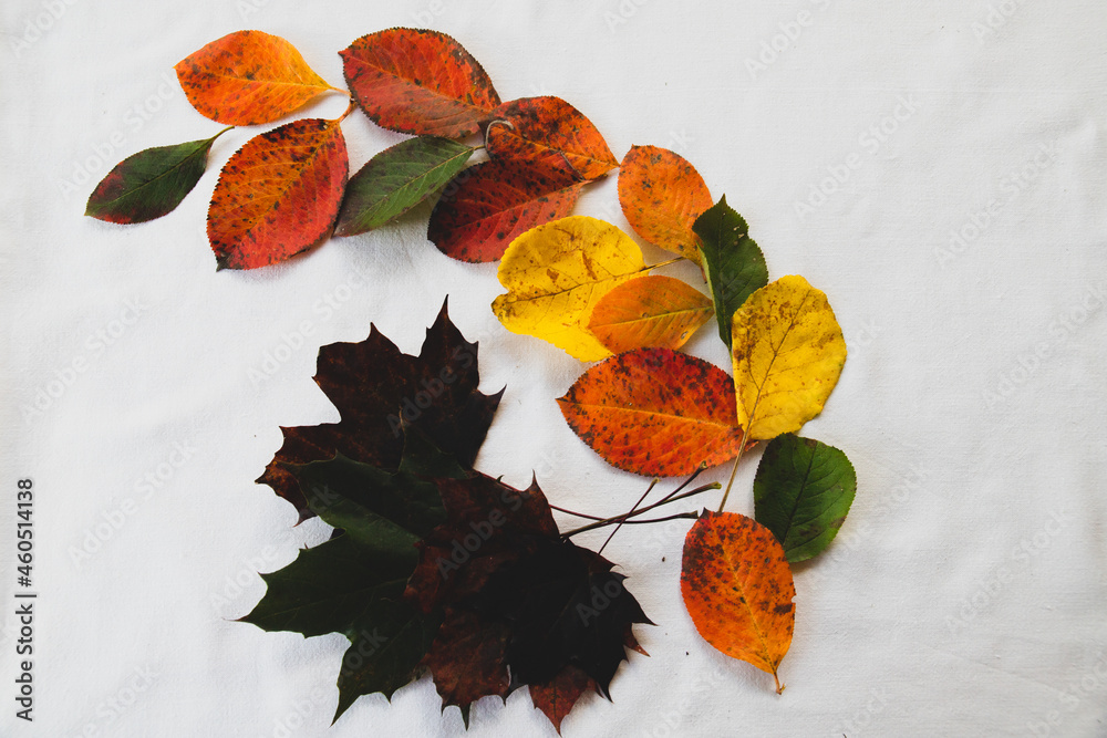 Composition from variuos autumn leaves