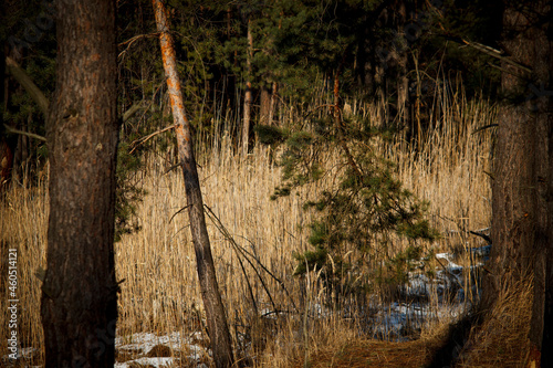 Winter landscape, dry grass and reeds, pine tree trunk and branch