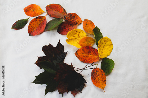 Obraz na płótnie Composition from variuos autumn leaves w salonie