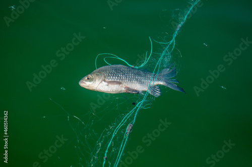 Fishing on the river, a fisherman caught a fish. Fishing spinning and nets, male hobby. Commercial fishing.