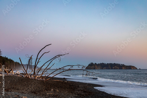sunset in the beach with huge tree trunks from the coastal forest scattered in Rialto beach in Olympic national park in Washington State