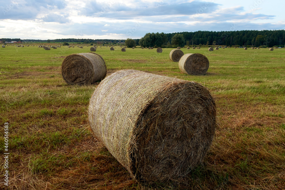 A field with haystacks on a summer or early autumn evening with a cloudy sky in the background. Procurement of animal feed in agriculture. Rural nature in the farmland. Straw and bales on the field. A field with haystacks on a summer or early autumn evening with a cloudy sky in the background. Procurement of animal feed in agriculture. Rural nature in the farmland. Straw and bales on the field.