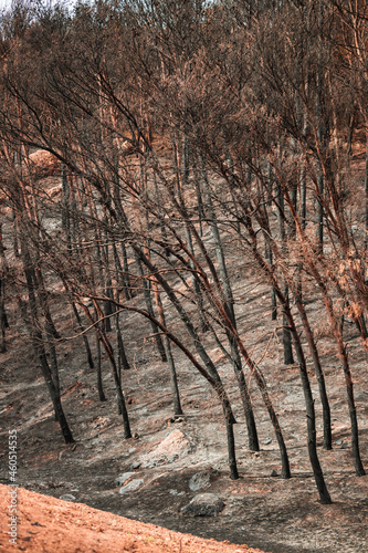 Forest Fire Aftermath, forest after a heavy forest fire, burnt trees 