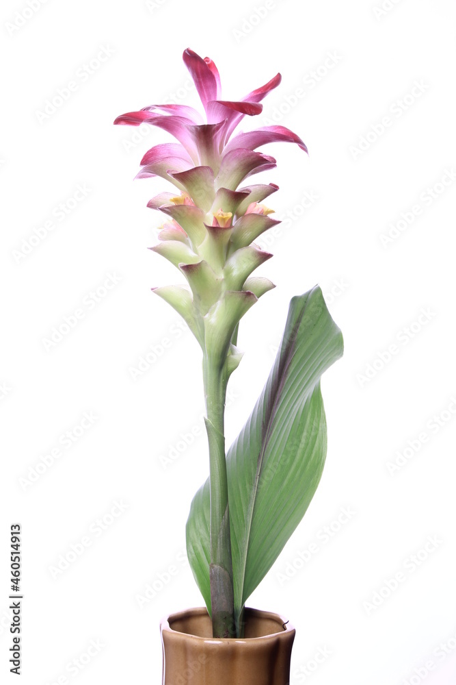 Fototapeta premium turmeric flower or ginger flower, red ginger on white background.