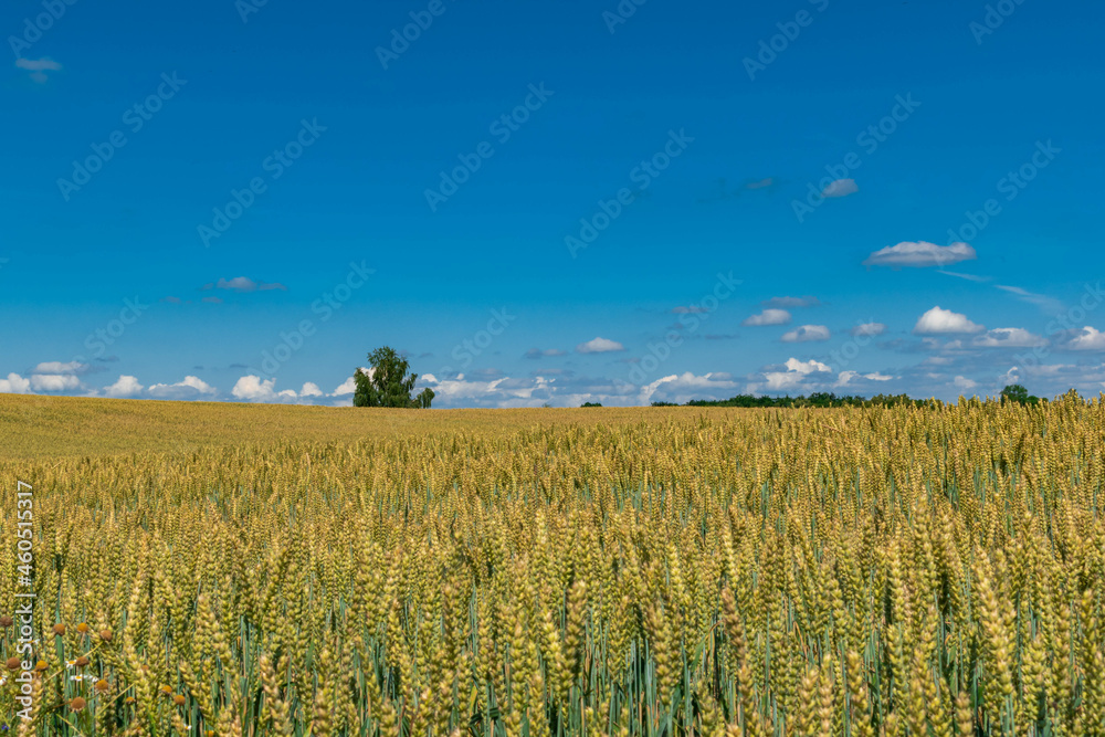 field of wheat field of wheat