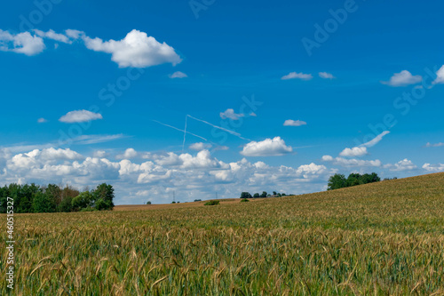 wheat field and blue sky