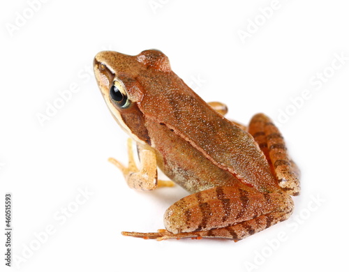 Agile frog (Rana dalmatina) isolated on white background