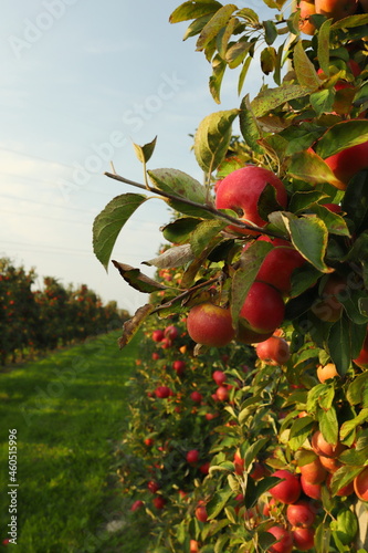 Sad jabłkowy, jesień, jabłoń, jabłko, owoce