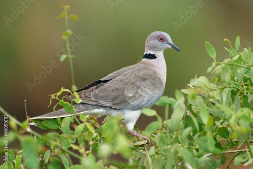 Mourning Collared-dove - Streptopelia decipiens or African mourning dove is a dove widespread resident breeding bird in Africa south of the Sahara, greyand brown colour, on the green bush photo