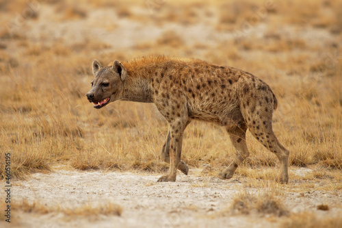 Spotted Hyena - Crocuta crocuta after meals walking in the park. Beautiful sunset or sunrise in Amboseli in Kenya  scavenger in the savanna  sandy and dusty place with the grass