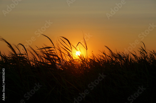 the disk of the sun through the stalks of reeds in the rays of sunset