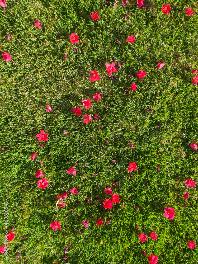 red flowers and grass. top view