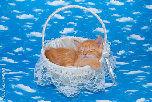 A lot of small sleeping red kittens sleep in a heap nestle to each other in a cozy bed, the concept of friendship, brothers, twins babes beautiful lovely pets